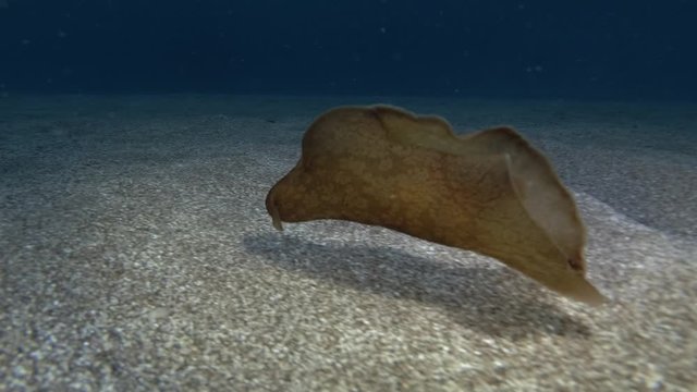 juvenile Sea Hare swims above sandy bottom. Nudibranch or sea slug - Spotted Sea Hare (Aplysia dactylomela). Underwater shot. Mediterranean Sea, Europe.