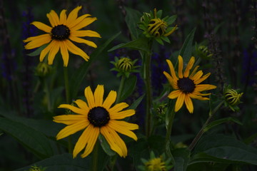 цветы у дома