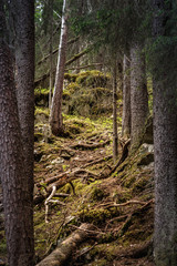 A natural mess in the Swedish forest