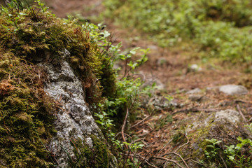 Mossy rock in a wild forest