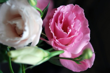 eustoma flowers on dark background