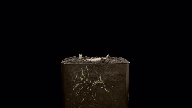 Time-lapse of growing potato vegetable leaves and roots 4a5 in 4K Prores 4444 format with ALPHA transparency channel isolated on black background