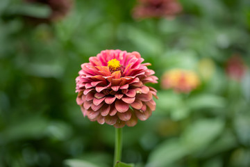 Pink flower in garden