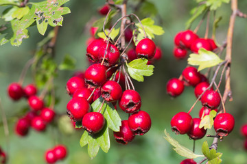 branch of wild bushes with red and yellow crataegus fruits