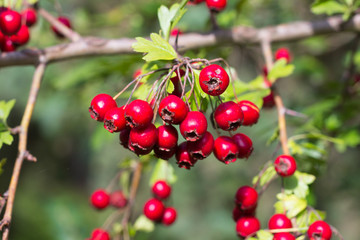 branch of wild bushes with red and yellow crataegus fruits
