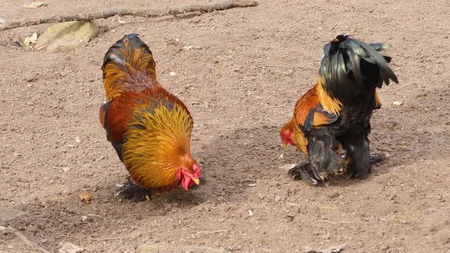 Two roosters are about to fight.