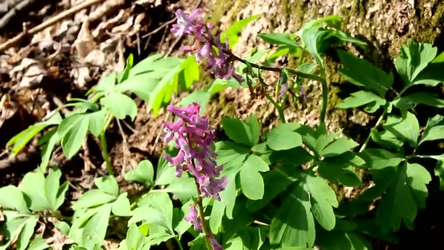 Corydalis is a flower of early spring. The gentle and pristine beauty of Corydalis.