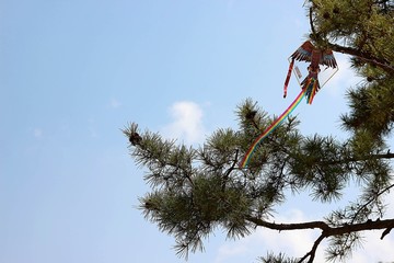 소나무에 걸린 연