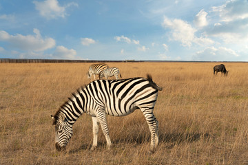 Fototapeta na wymiar Zebra African animals and feeding bull on the grass steppe landscape.