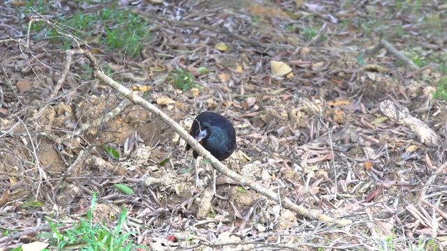 Borneo Crested fireback is the rare bird that lives in Borneo jungle.
