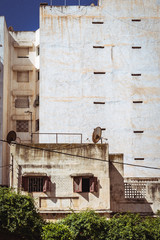 Fototapeta na wymiar Street Photography in Casablanca, Morocco