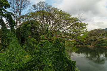 Fototapeta premium Kandy, Royal Botanical Gardens Peradeniya, natural green river landscape, Sri Lanka.