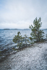 Finnish forest in the morning