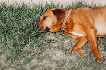 the red dog in the collar sleeps sweetly on the grass on a sunny day. View from above. close-up. with a place for inscription.