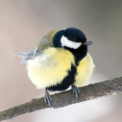 Obraz premium The great tit (Parus major) is a passerine bird in the tit family Paridae.