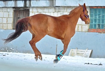 Holop horses on the snow parade ground