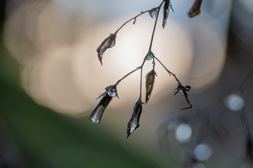 Frozen water drop hangs from a leaf and embeds the sunlight. Concept of Winter season, cold weather or hope. Closeup macro, background blur with copy space