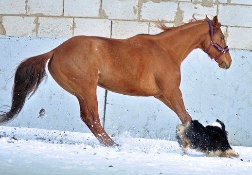 The red mare played with the aussie