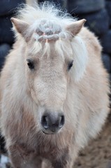 Fototapeta premium Nightingale pony with a fashionable hairstyle