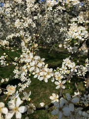 Obraz premium flowers park green tree leaf nature