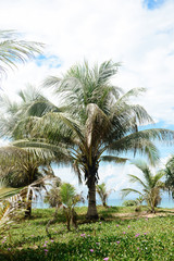 Fototapeta na wymiar Tall palm tree, travel background, Paradise island