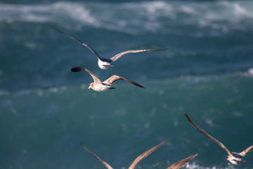 dynamic flying seagull on the sky