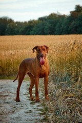 The purebred African Rhodesian Ridgeback is a remarkable sporting breed of dog.