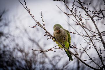 Cotorra Argentina