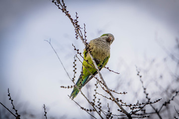 Cotorra Argentina