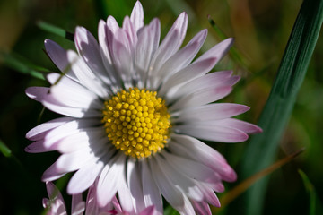 Daisy flower macro. White and pink petals with yellow textured flower centre piece blooming in the spring meadow, bright lite, freshness.