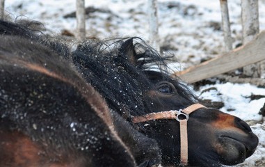 Bay pony is lying in the snow
