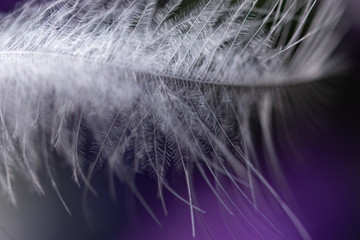 White fluffy down feather texture, macro on a dark purple background, abstract artistic wallpaper...