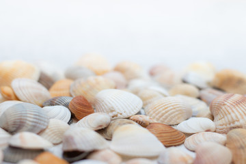 Shells on a light background . Article about vacation. Sea shells lie on a light background