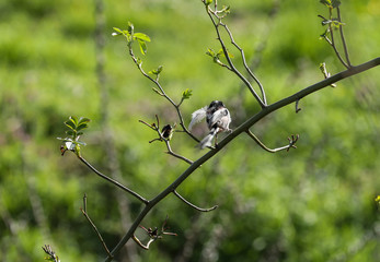 Vogel mit Federn im Schnabel