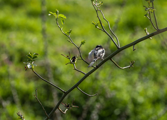 Vogel mit Federn im Schnabel