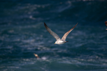 dynamic flying seagull on the sky