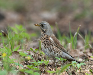 Fieldfare on the ground is looking for nutrition among the grasses in the spring. The fieldfare (Turdus pilaris) is a member of the thrush family Turdidae.