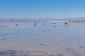 Fototapeta na wymiar flamingos na lagoa no deserto de sal do atacama chile