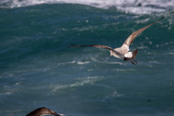 dynamic flying seagull on the sky