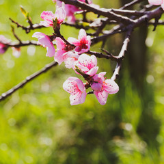 Gros plan sur fleurs roses de pêcher (Prunus persica)