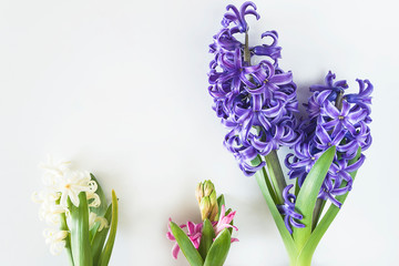 White, pink and blue hyacinth flowers isolated on white background