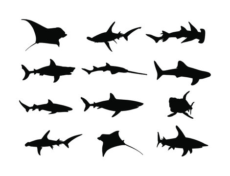 Collection of shark silhouette isolated on white background. Great white, bull shark, devil ray, hammerhead, stingray, manta ray, reef shark symbol, whale shark, saw fish. Predator fish in sea, ocean.