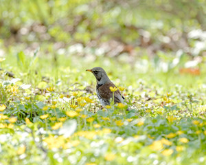 Fieldfare on the ground is looking for nutrition among the grasses in the spring. The fieldfare (Turdus pilaris) is a member of the thrush family Turdidae.