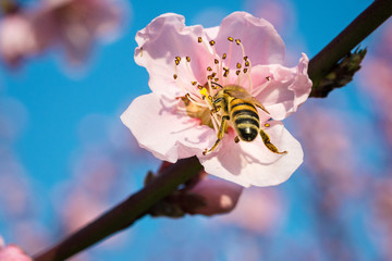 honey bee collecting nectar from flower with pollen in springtime, macro