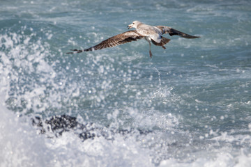 dynamic flying seagull on the sky