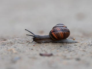 Arianta arbustorum is a medium-sized species of land snail, a terrestrial pulmonate gastropod mollusk in the family Helicidae.
