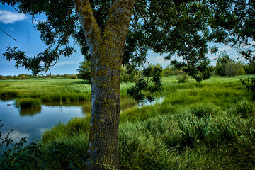 Arbola a orillas de una laguna con vegetaci&oacute;n verde baja