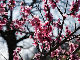 (Prunus persica) Floraison rose printanière et abondante du pêcher sur rameaux sans feuilles 