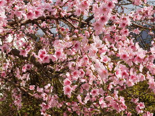 (Prunus persica) Floraison rose printani&egrave;re et abondante du p&ecirc;cher sur rameaux sans feuilles 