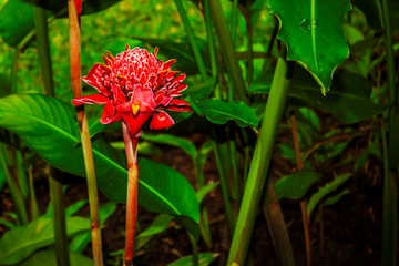 Bastão do Imperador IMG_0501